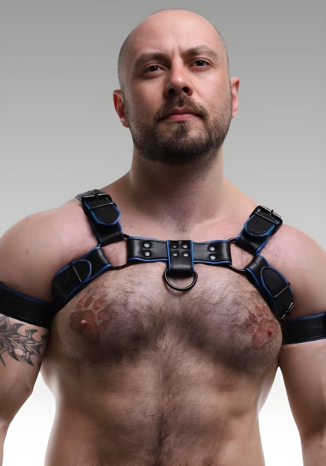 Leather Bulldog Harness - Blue Piping for sale